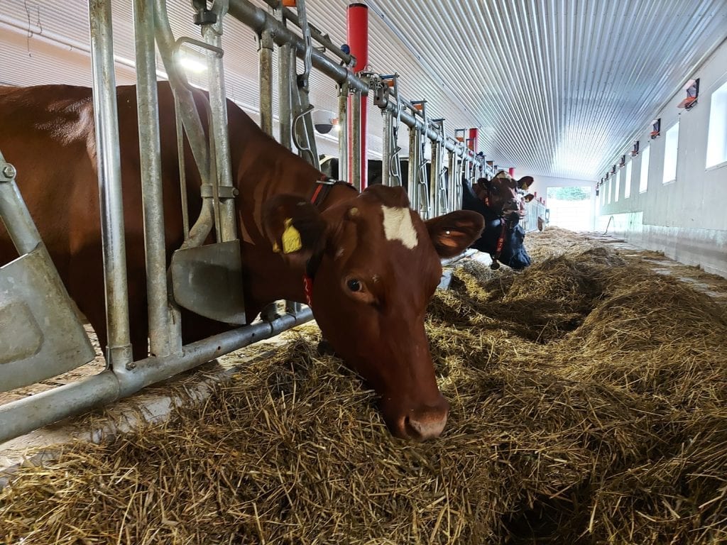 KOSER SEG: Kuene har fått det veldig fint i det nye fjøset