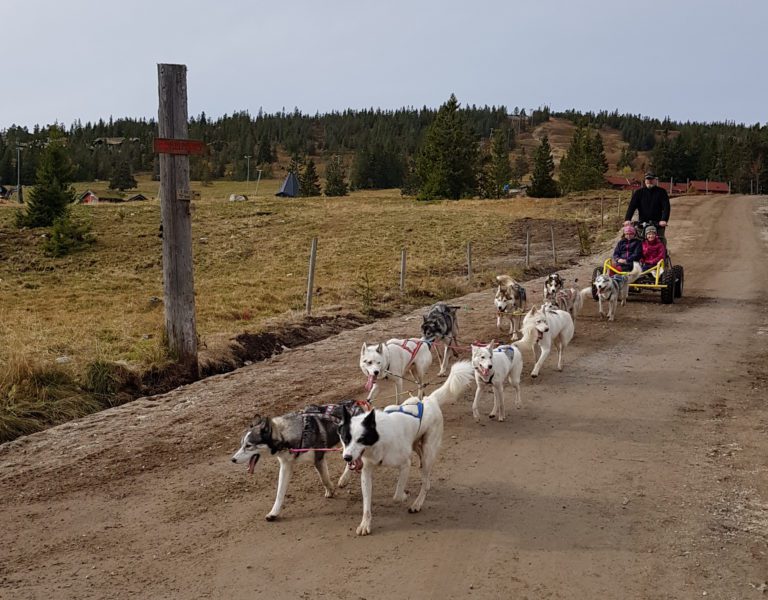 ET AV FLERE TILBUD: Under familiedagen på Budor blir det blant annet muligheter for å teste hundekjøring. Her fra en tidligere familiedag.