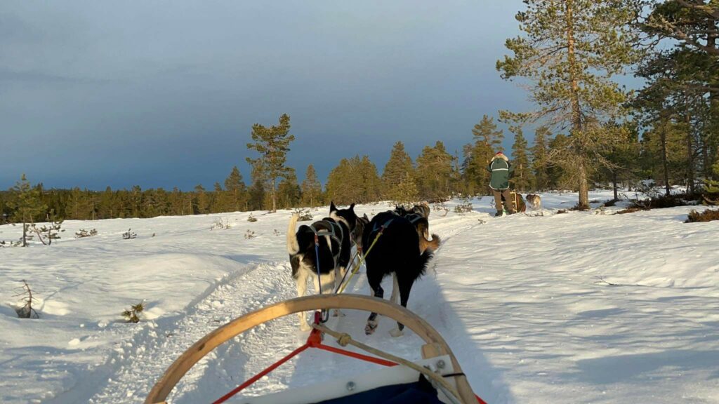 GODT PLASSERT BAK I SLEDEN: Turen fulgte løyper gjennom skogen, og hadde god fart. Det var ikke tvil om at både hunder og sledefører trivdes like godt som passasjeren. FOTO: Line Larsen