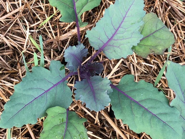 HVA ER RIKITG JORD: Løten hagelag vil sammen med Kari Bysveen lære hageinteresserte hvilken type jord som skal brukes når du planter. FOTO: Privat