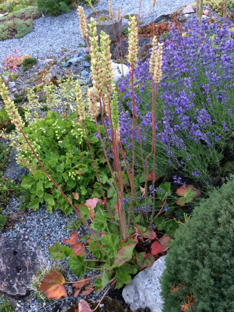 PLANTEMARKED: Løten hagelag ønsker velkommen til plantemarked med stort utvalg av både vanlige, og mer sjeldne planter du kan pynte med i sommer. ARKIVFOTO: Privat