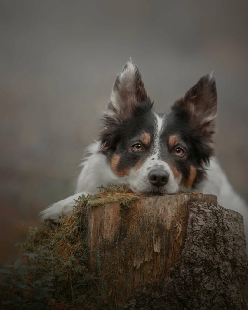 FOTOGENE HUNDER: Isabella bruker ofte å fotografere sine egne hunder, og her poserer hunden Spinn-Vill. Om du ønsker et like fint bilde av din firbeinte venn, er det bare å ta kontakt. FOTO: Isabella Grandalen