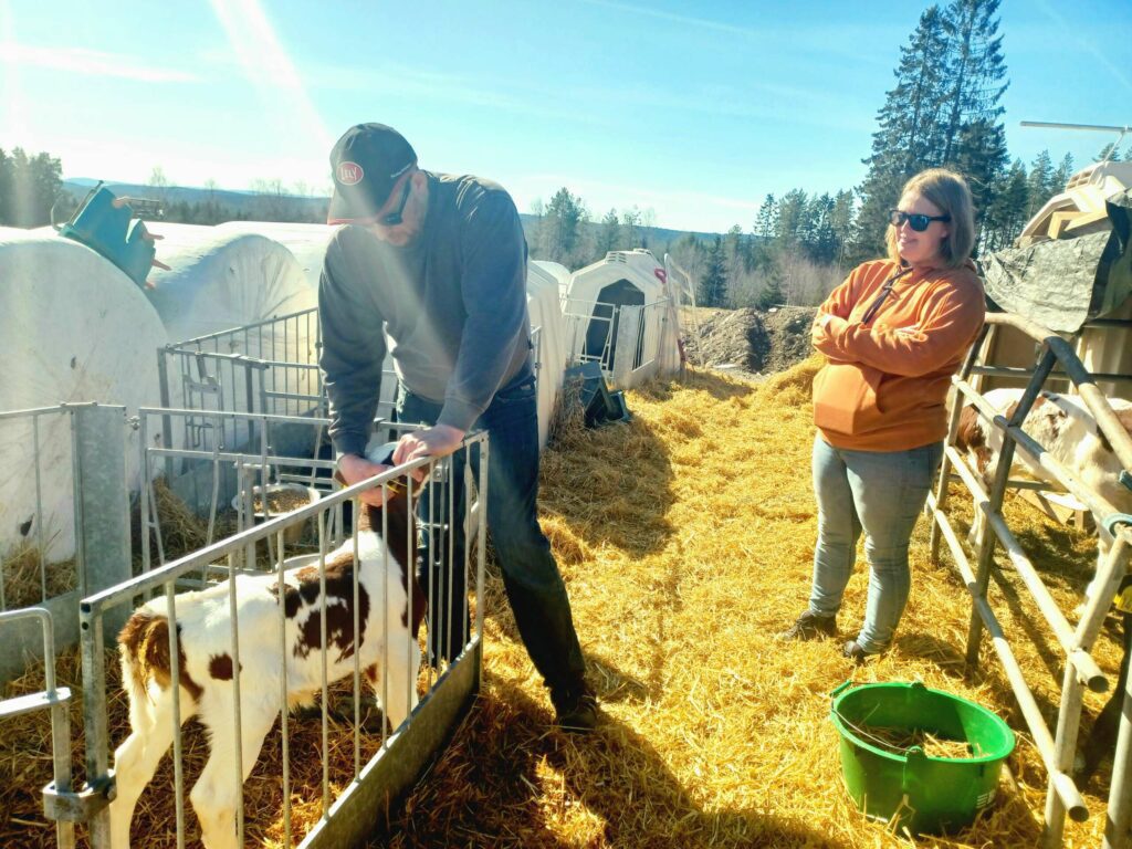KALVEDANS I SOLSKINN: Morten har bygget egen avdeling for kalvene ute. Her koser de seg i solskinn, og får leke med hverandre. FOTO: Line Larsen