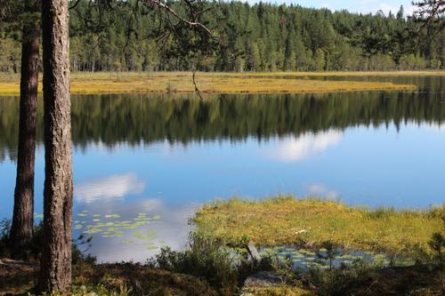 MOSJØMARKA: Bli med på kveldstur, på leit etter sankthansorm. FOTO: Ole Lien