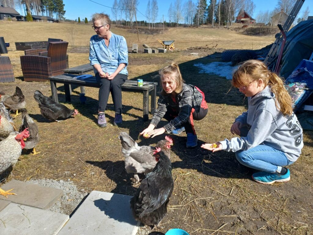 GLADE I MAIS: Ivan hadde besøk av Matilde Strand-Larsen, som fikk prøve å mate hønene. Så tamme er de, at å spise maiskorn rett fra hånda- går helt problemfritt. FOTO: Line Larsen