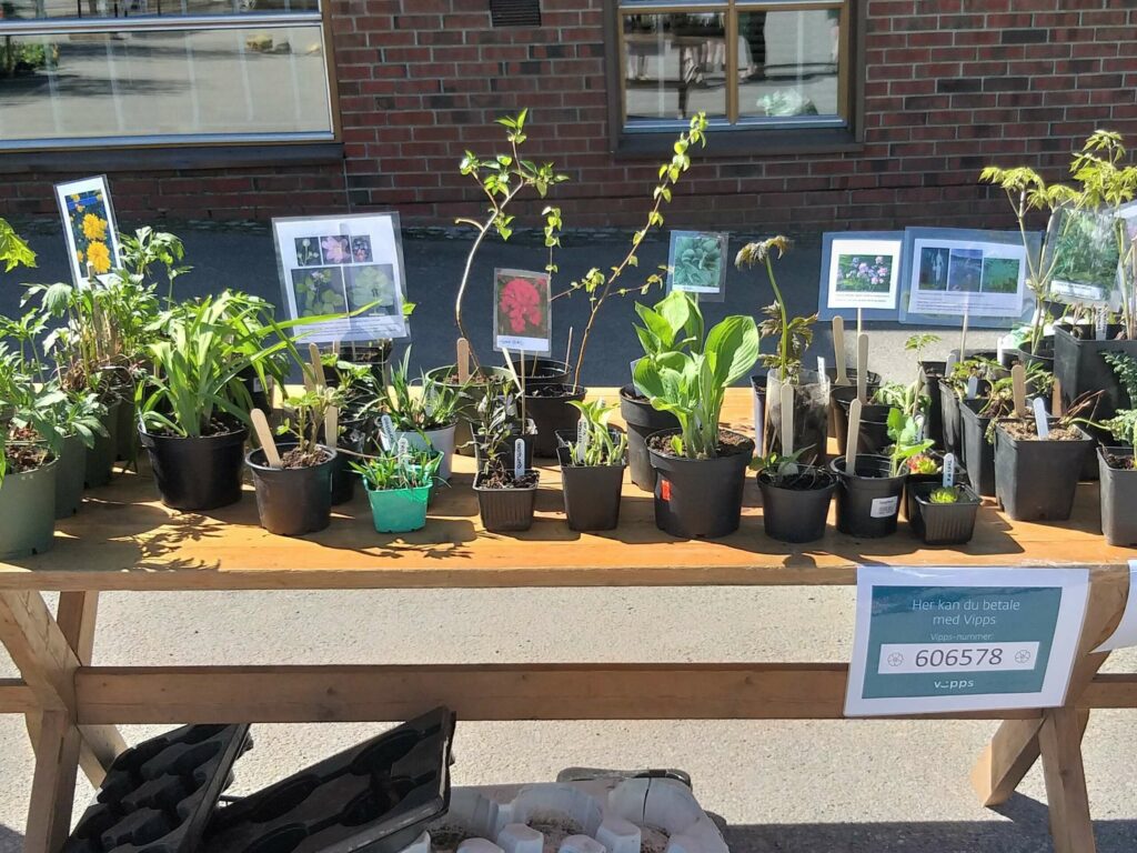 STORT UTVALG: Markedet er på parkeringsplassen ved banken, og har rundt 500 planter for salg, dyrket frem av medlemmer i Hagelaget. FOTO: Privat