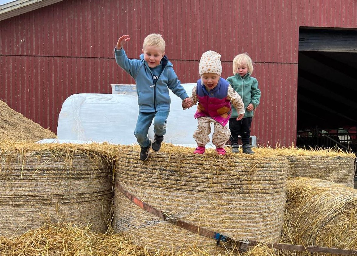 REKORD: Aldri før har flere barn besøkt åpen gård under Pultost- og Akevittdagene. Her ser vi Oskar Nordli Østgård, Marie Andreassen Kvæken og Emil Nordli Østgård. Bildet ble tatt litt senere på dagen, da barnehagene hadde vendt hjem.