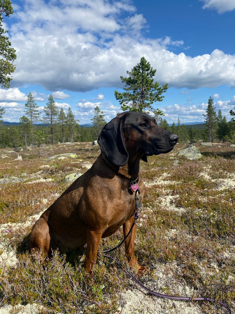 TRIVES BEST UTE: Ikke bare er Frøken best i sin jobb - hun er også en veldig vakker hund, som trives best utendørs med Beate hakk i hæl. FOTO: privat