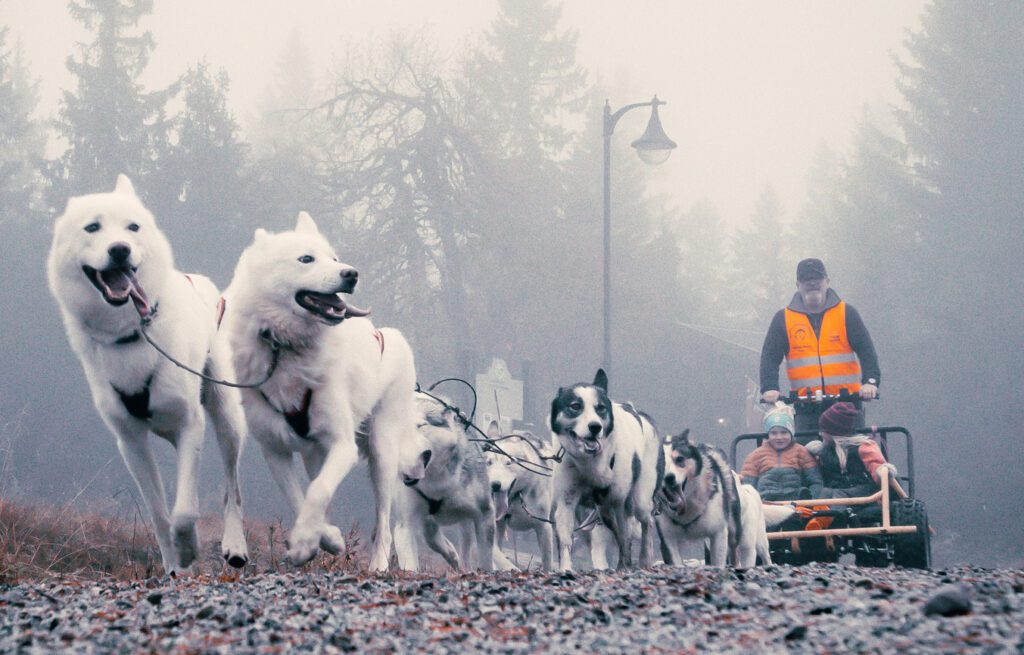 MED HUNDER: Hedmarksvidda Husky tilbyr hundeturer på Budor i høstferien. Foto: Andreas Kokkvoll/Visit Budor.