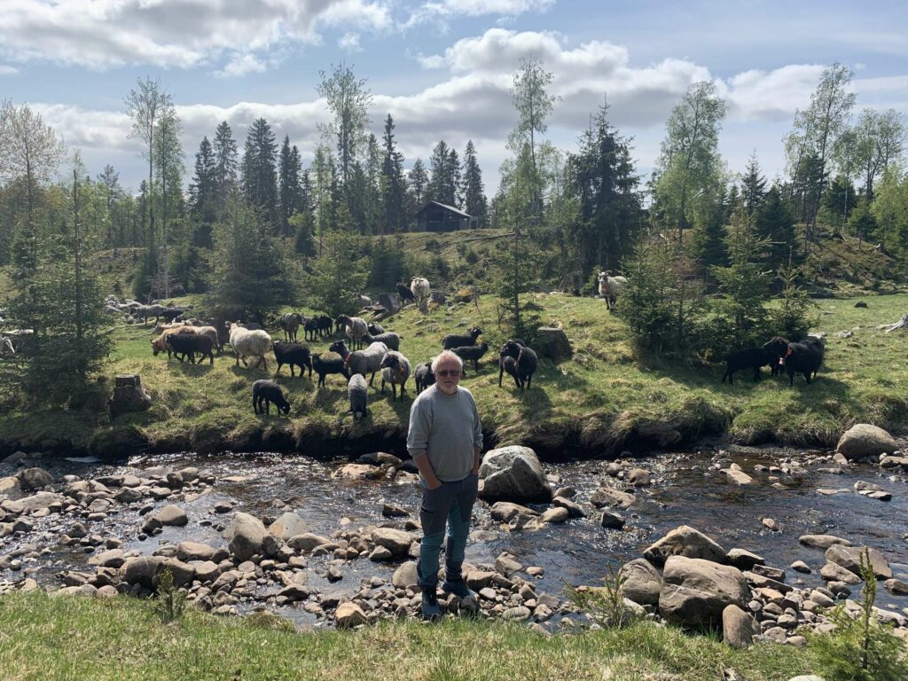 PÅ BEITE: Sauene fikk prøve seg et par uker på gress ved gården før de ble sendt på beite.