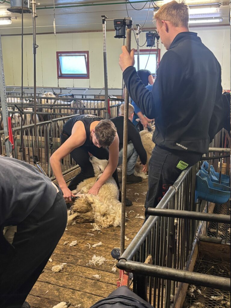 KLIPPEKURS: Ivan klipper og instruktør Sindre Myhrsveen fra Fåvang observerer. Foto: Privat